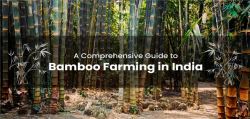 Know about the Bamboo Farming in India